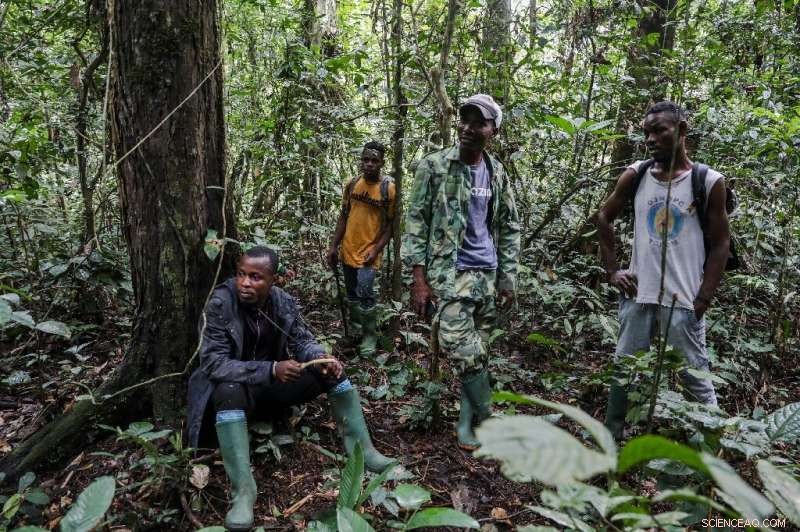 Cameroon Farmers vs. Hungry Elephants: Escalating Crop Conflict Near National Park