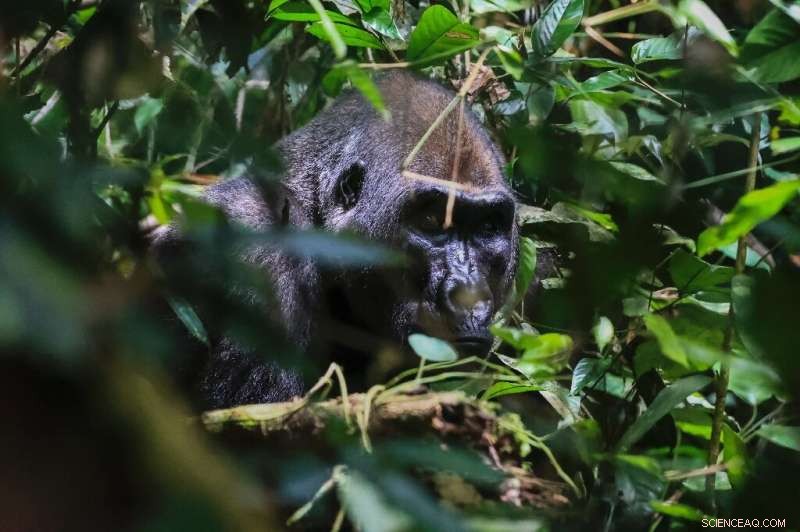 Cameroon Farmers vs. Hungry Elephants: Escalating Crop Conflict Near National Park