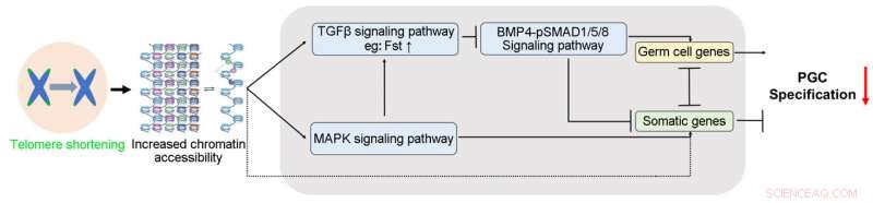 Short Telomeres Disrupt Germ Cell Specification via MAPK and TGFβ Pathway Activation