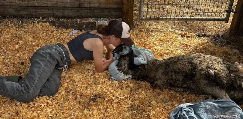 Avian Influenza Outbreak: TikTok Star Emmanuel the Emu Contracts Disease