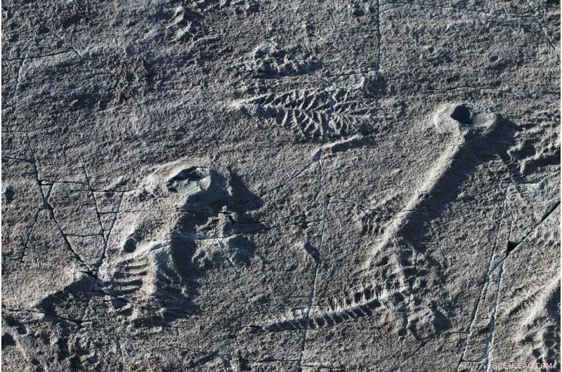 New Study: How Fluctuating Oxygen Levels 1 Billion Years Ago Accelerated Animal Evolution