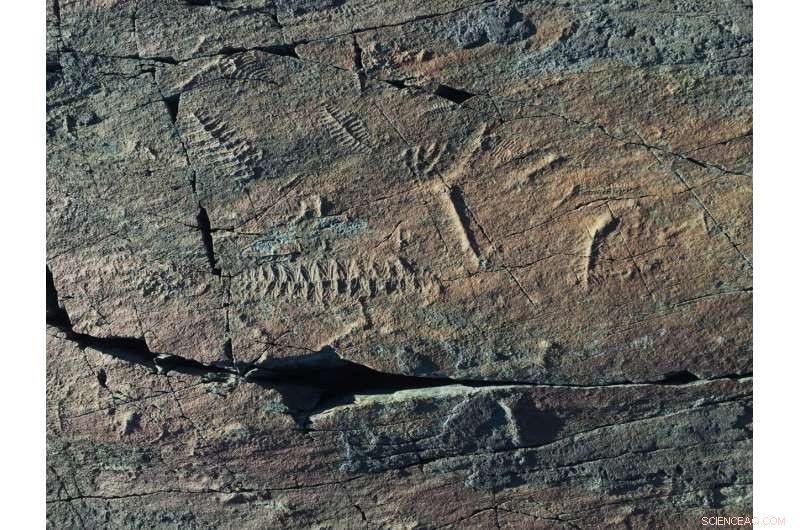 New Study: How Fluctuating Oxygen Levels 1 Billion Years Ago Accelerated Animal Evolution