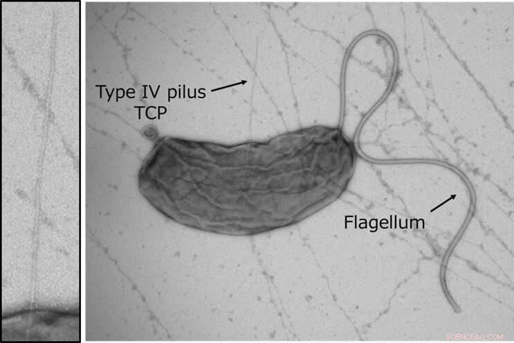 Decoding the Piston Pump: How Type IV Pili Secrete Colonization Factors in Vibrio cholerae