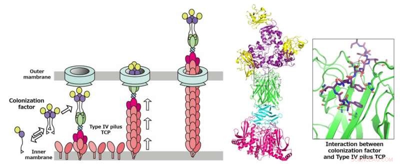 Decoding the Piston Pump: How Type IV Pili Secrete Colonization Factors in Vibrio cholerae