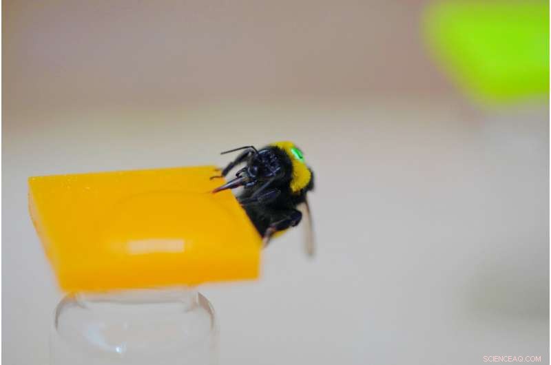 Study Reveals Bumblebees Use Comparative Memory for Flower Sweetness