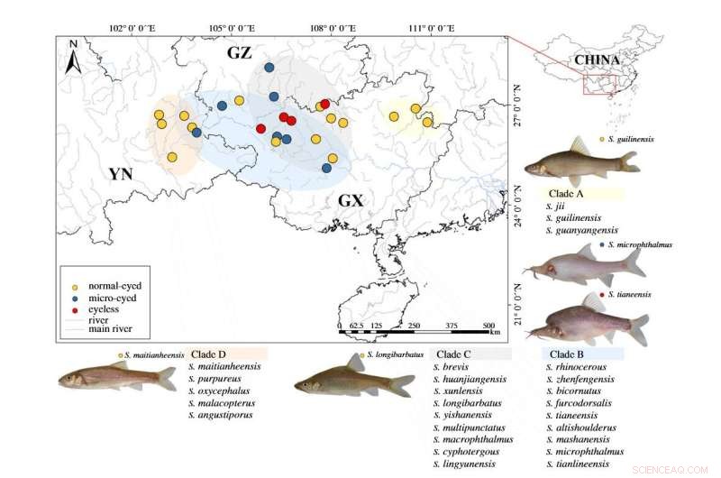 How Blind Cavefish Thrive in Darkness: Evolutionary Insights from Sinocyclocheilus Clades