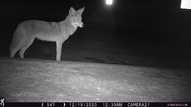 Expert Guide to Coyote and Cat Coexistence in Urban Environments