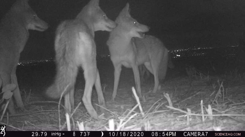 Expert Guide to Coyote and Cat Coexistence in Urban Environments