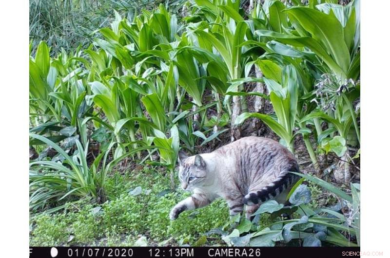Expert Guide to Coyote and Cat Coexistence in Urban Environments