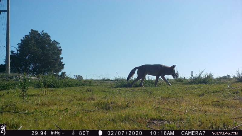 Expert Guide to Coyote and Cat Coexistence in Urban Environments