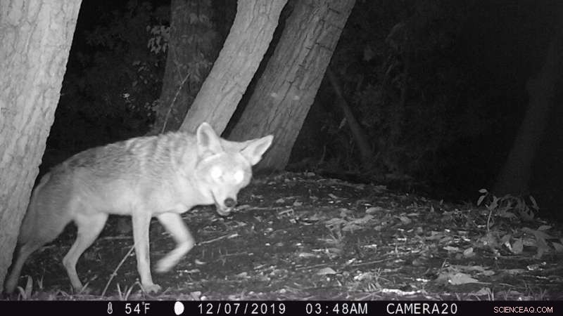 Expert Guide to Coyote and Cat Coexistence in Urban Environments