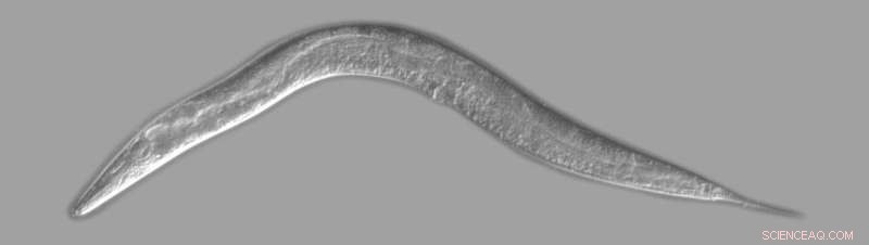 How C. elegans Research is Revolutionizing Trauma Therapy and Enabling Deep Space Travel