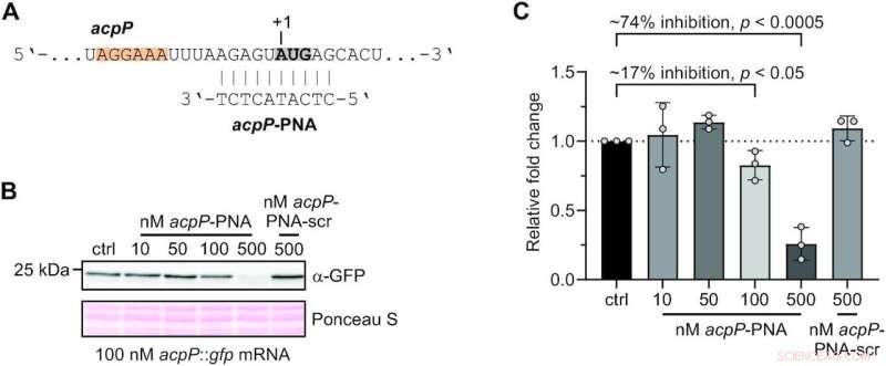 Antisense PNA-Based Translational Inhibition: A Precise In Vitro Technique for Gene Activity Analysis