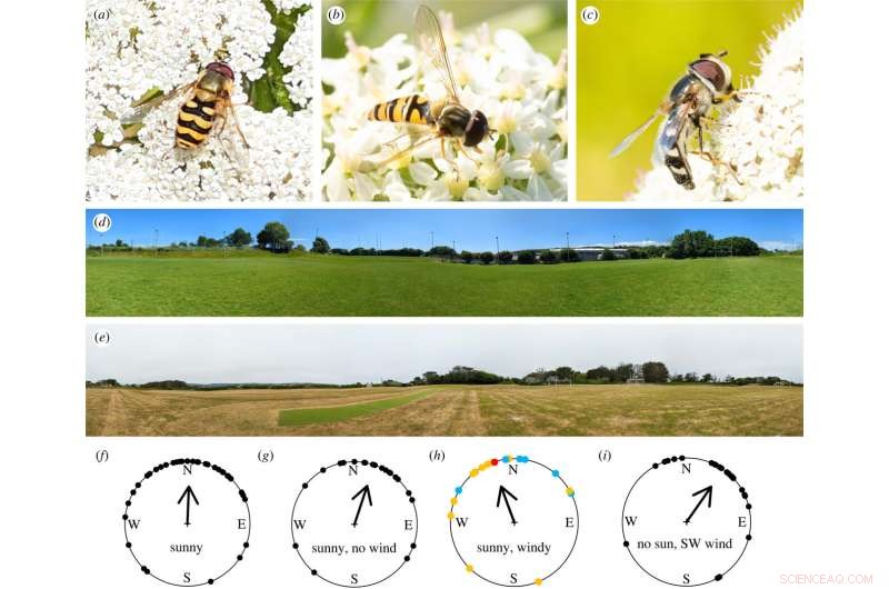 New Study Reveals First Evidence of Hoverfly Migration Northward in Spring