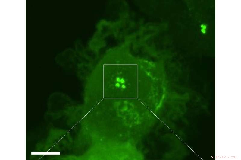 Researchers Uncover Mechanism That Boosts Immune Cell Speed and Mobility