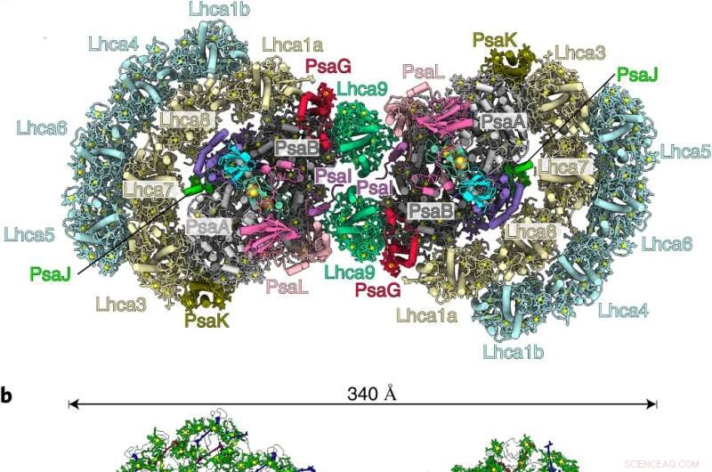 Nature Plants Study Reveals High-Resolution Structure of PSI Dimer in Photosynthesis