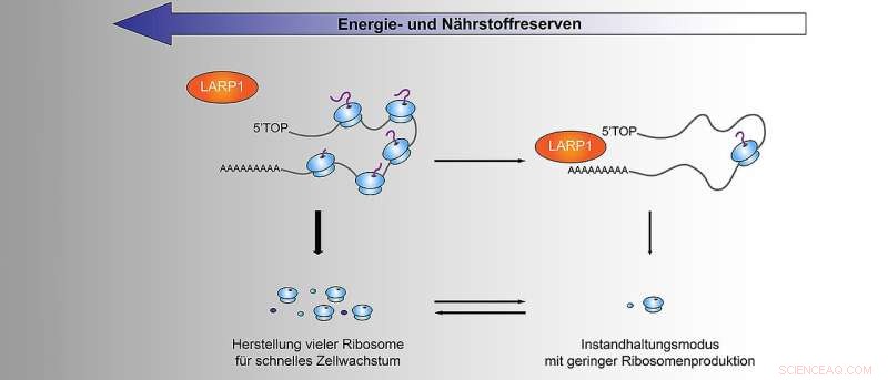 Key Mechanism Discovered: How LARP1 Protein Regulates Cellular Growth Adaptation