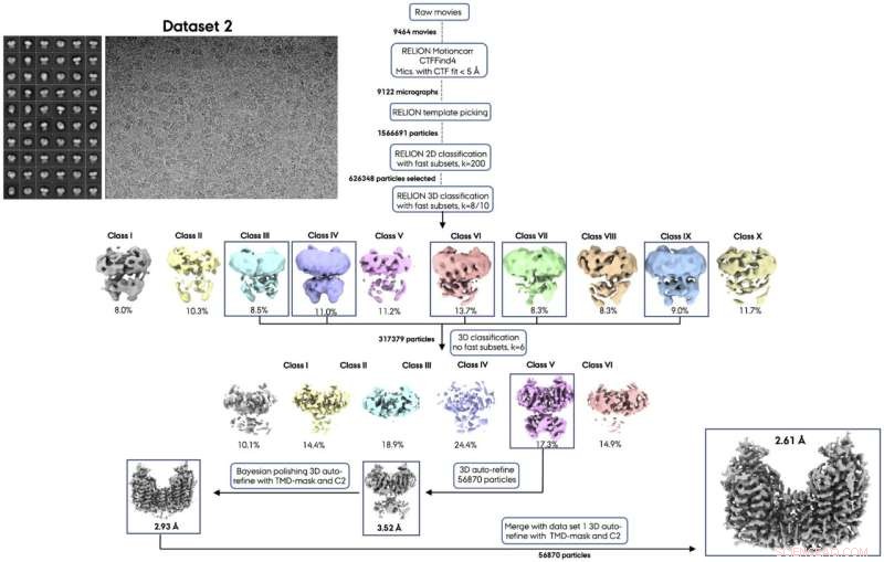 High-Resolution 3D Atomic Structure of hNKCC1 Chloride Transporter Unveiled