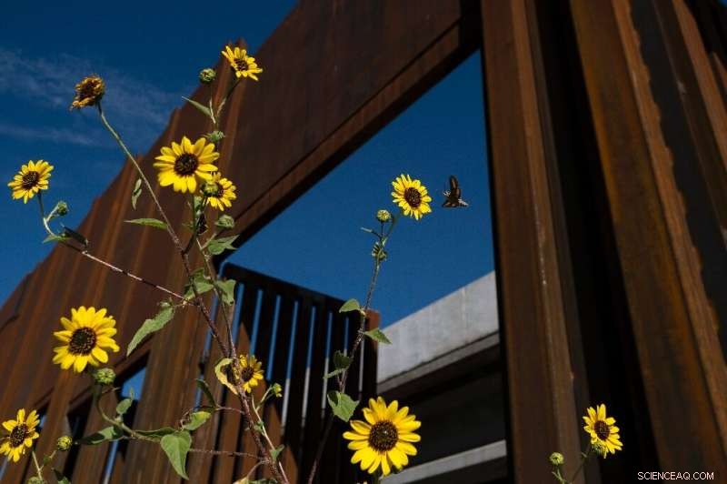 The US-Mexico Border Wall: Wildlife Conservation at Risk