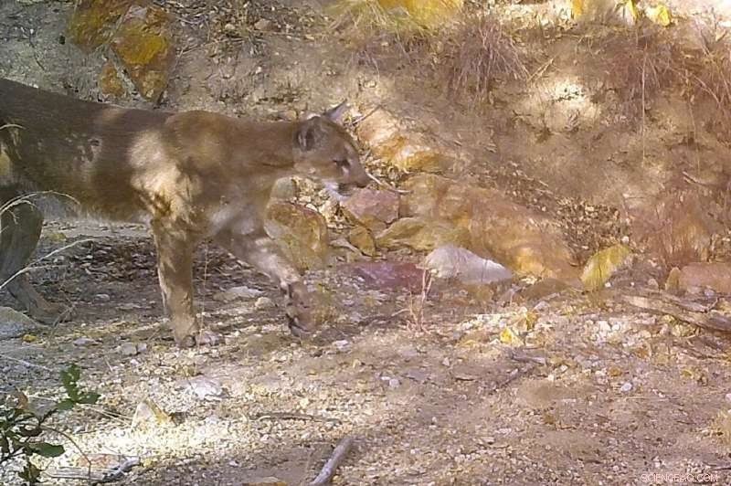 The US-Mexico Border Wall: Wildlife Conservation at Risk