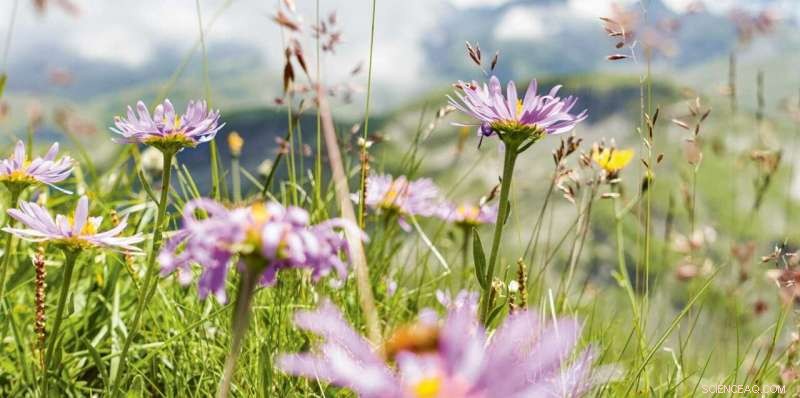 Alpine Plants  Climate Resilience: ETH Zurich Research on Vegetation Response and Invasive Species Resistance