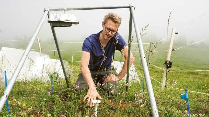 Alpine Plants  Climate Resilience: ETH Zurich Research on Vegetation Response and Invasive Species Resistance
