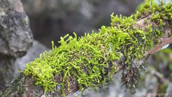 Microclimatic Variation: The Primary Driver of Epiphytic Community Composition and Phylogenetic Structure