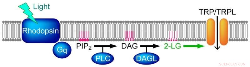 Endocannabinoid 2-LG Discovered as Crucial Lipid Activator for Fruit Fly Vision