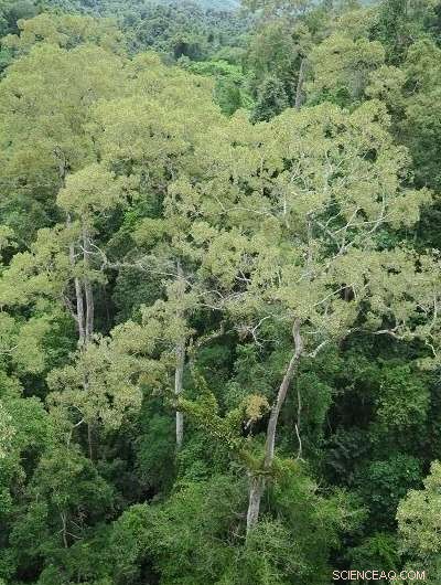 Microclimatic Variation: The Primary Driver of Epiphytic Community Composition and Phylogenetic Structure