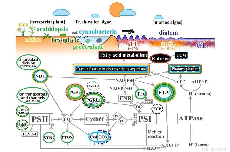 Unveiling the Molecular Mechanism: How Marine Diatoms Adapt to Fluctuating Light