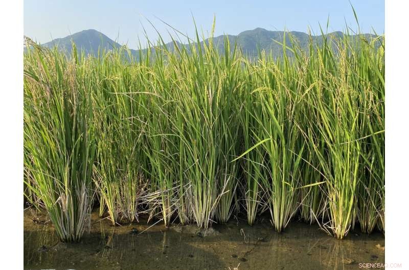 Genetic Breakthrough: African Wild Rice Genes Halve Perennial Rice Production Costs