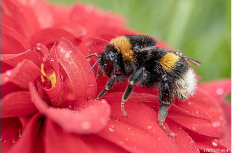 Glyphosate in Roundup Impairs Bumblebees  Color Vision and Learning, Study Finds