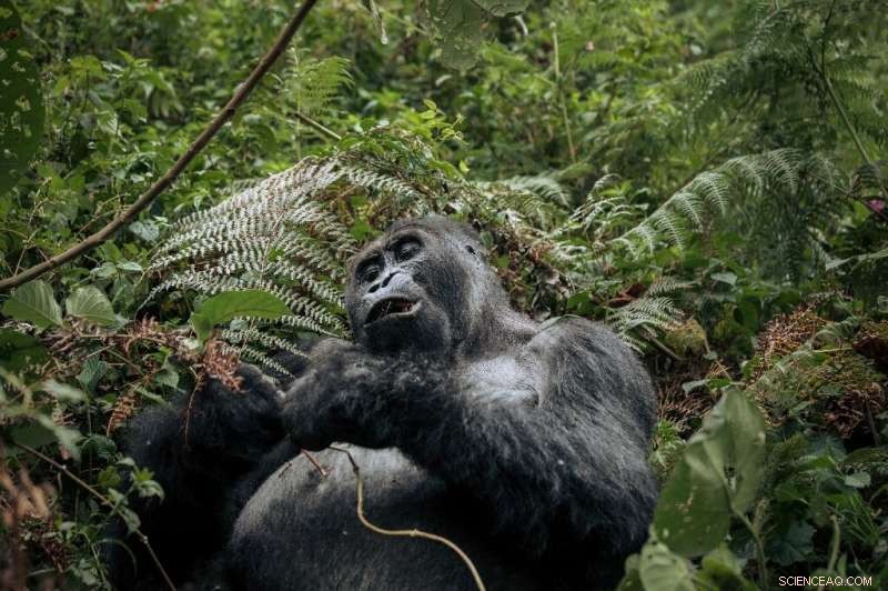 WWF Report Reveals Alarming 69% Decline in Global Wildlife Populations Since 1970