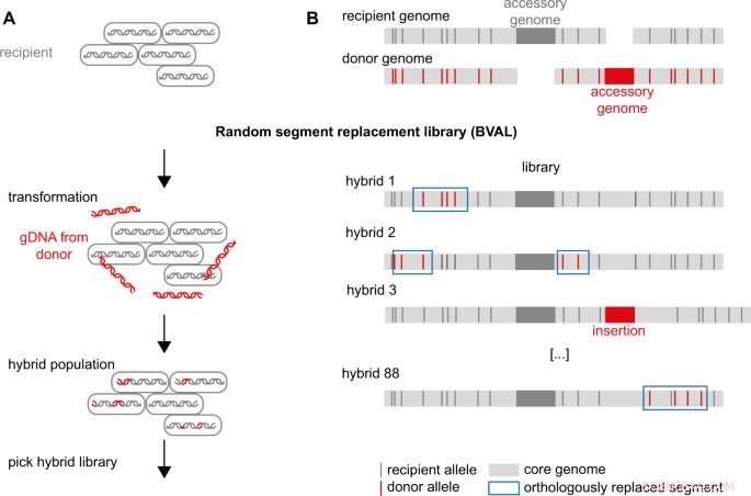 Bacteria Enhance Adaptation Through Genetic Material Exchange