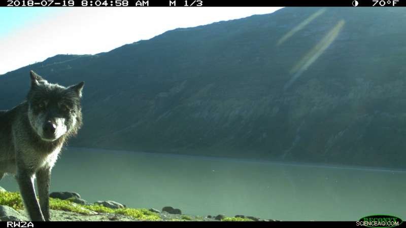 How Few Visitors Still Disrupt Wildlife in U.S. National Parks