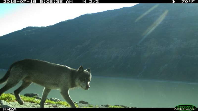 How Few Visitors Still Disrupt Wildlife in U.S. National Parks