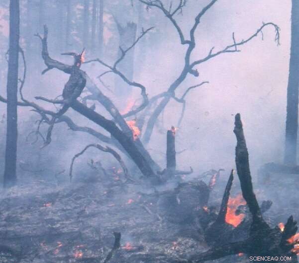 Study: Cyclone-Damaged Ecosystems Face Elevated Wildfire Risks