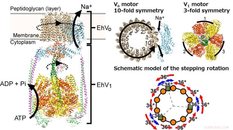 Direct Visualization Reveals Mechanism of Sodium Ion Pumping in Cellular Rotary Motors