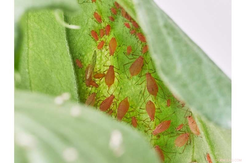 Independent Biosynthesis of Nepetalactone in Catnip and Pea Aphids Revealed