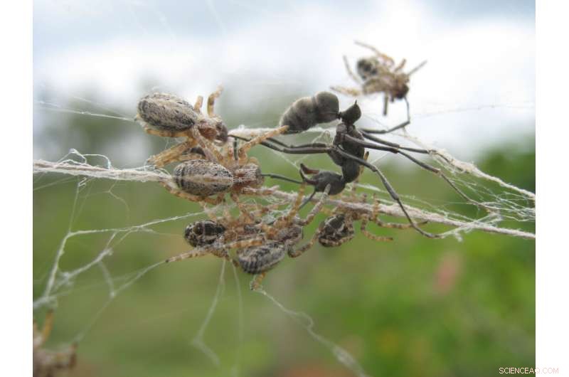 Study Reveals How Social Spiders Evolve Distinct Group Hunting Strategies