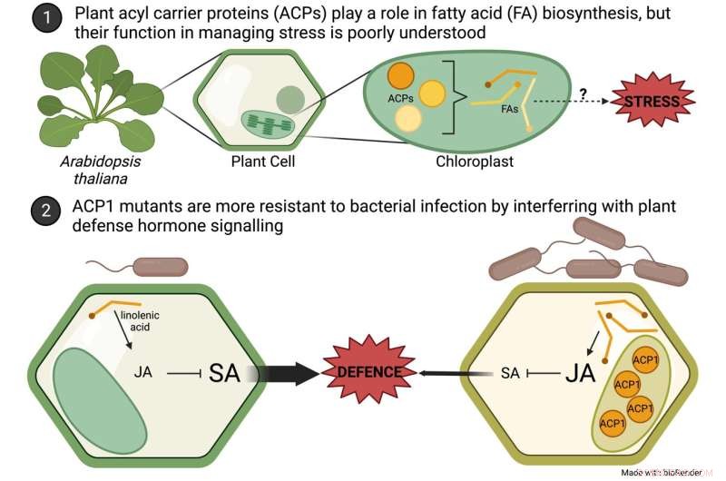 The Essential Link: How Fatty Acid Metabolism Drives Plant Immunity