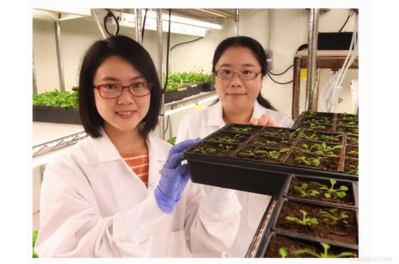 The Essential Link: How Fatty Acid Metabolism Drives Plant Immunity