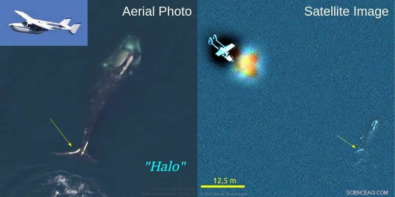 Satellite Technology Breakthrough: First Identification of Endangered Right Whale  Ruffian  from Space