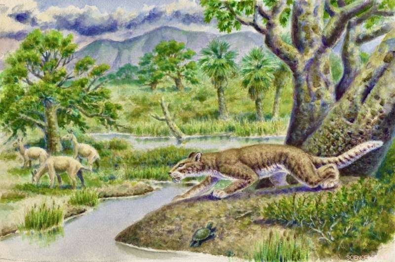 Discovery of Pangurban egiae: A New Early Nimravid from California s Eocene Epoch