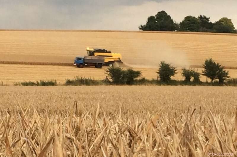 Climate Change Puts UK Wheat Yields  Resilience to the Test