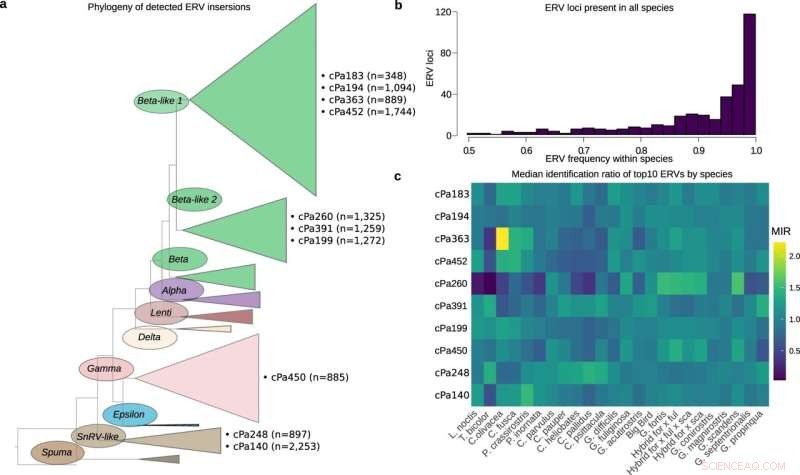 Genomic Diversity and Phylogenetic Analysis of Endogenous Retroviruses in Darwin s Finches