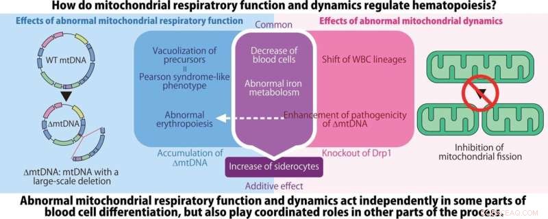 Dual Mitochondrial Impairment Triggers Severe Anemia, Research Reveals