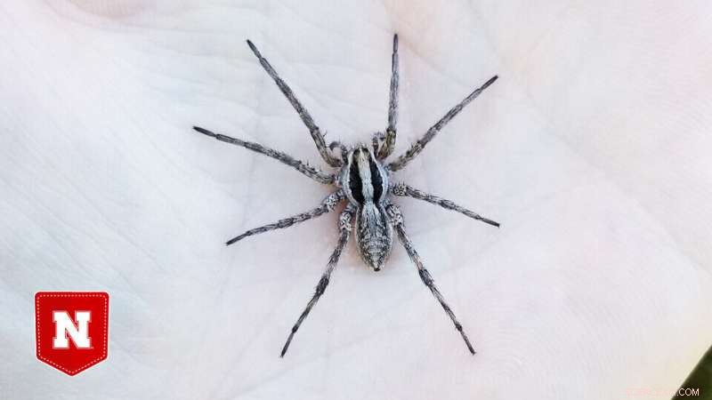 Study Reveals Wolf Spiders  Hunting Efficiency Peaks at 85°F