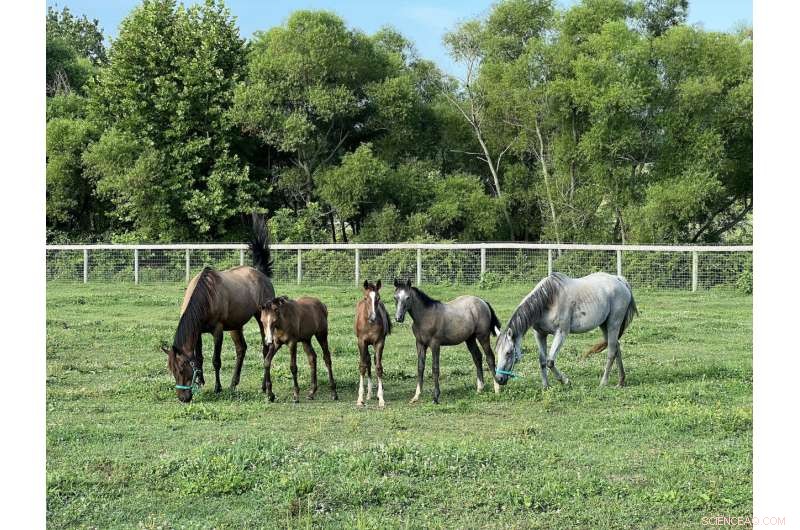 Penn Vet s Breakthrough: First Reproducible True Equine IVF Success with Healthy Foals