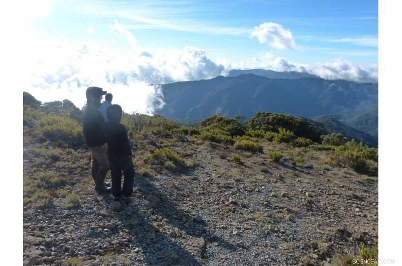 Adaptation Challenges for Tropical Mountain Trees in a Warming World